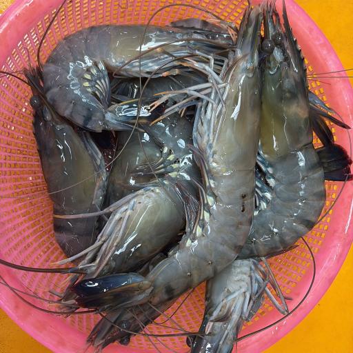 Tiger Prawns - image 1