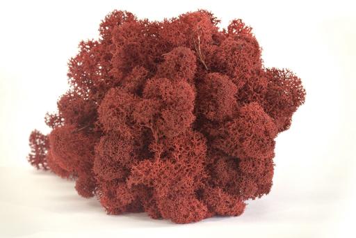 Reindeer Moss - image 6