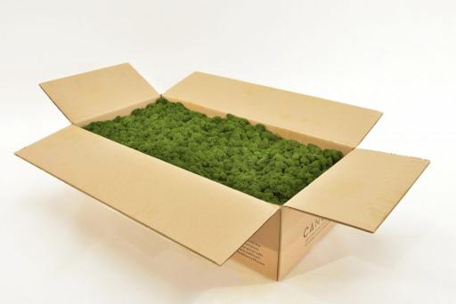 Reindeer Moss - image 3