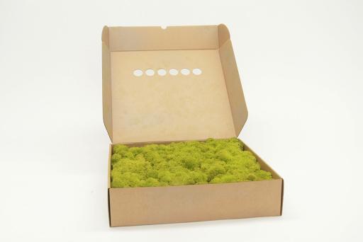 Reindeer Moss - image 2