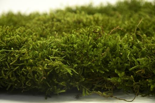 Long Moss - image 3