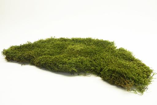 Long Moss - image 2