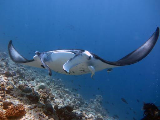 Discover Dhigurah - 6D5N at Boutique Beach Maldives - 5th-10th Dec 2026 - image 2