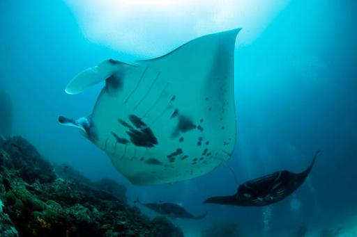 5D4N In Search of Mola Molas: National Day 2026 Adventure - image 3