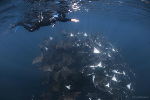 ADEX2026 Nautilus Adventures & Baja Expeditions - image 2