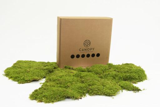 Rock Moss - image 3