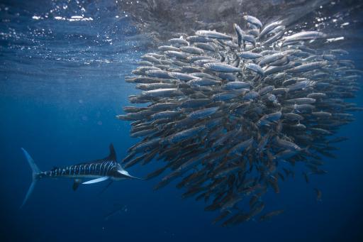 ADEX2026 Nautilus Adventures & Baja Expeditions - image 4