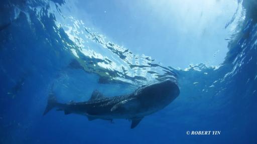 7D6N Tubbataha Reef on M/Y Palau Sport - 15-21 May 2027 - image 3