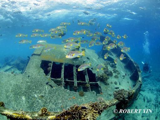 7D6N Tubbataha Reef on M/Y Palau Sport - 15-21 May 2027 - image 2