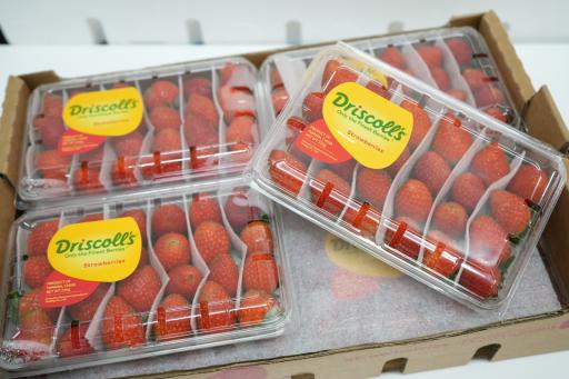 Driscoll's Strawberry - image 1