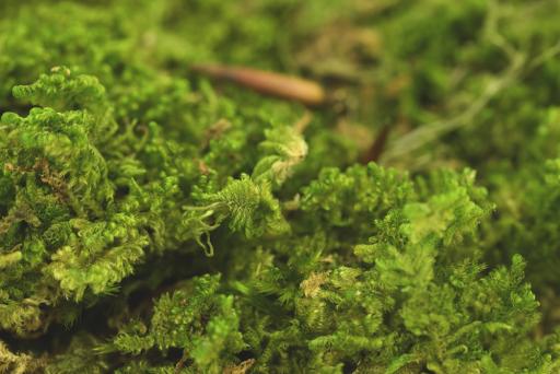 Rock Moss - image 4