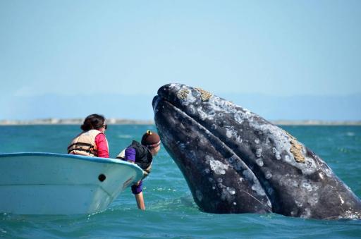 ADEX2026 Nautilus Adventures & Baja Expeditions - image 5