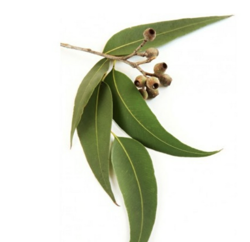 ByOrgMeans Eucalyptus Radiata Essential Oil 10ml - image 2
