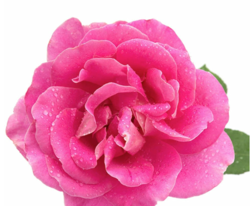 ByOrgMeans Rose Otto Essential Oil 5ml - image 2