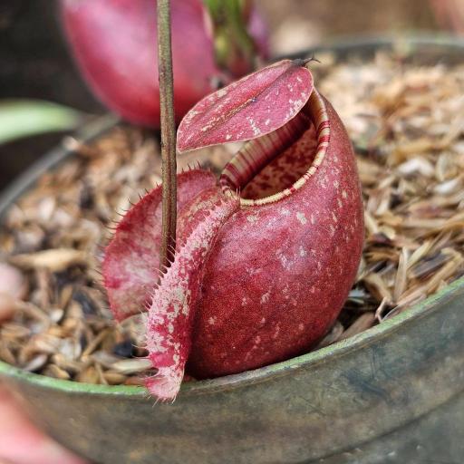 Nepenthes Mirabilis x Rafflesiana by Ellen Kusnadi - image 3