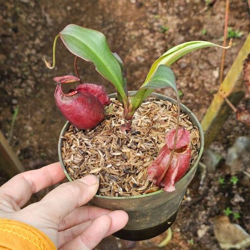 Nepenthes Mirabilis x Rafflesiana by Ellen Kusnadi - image 4