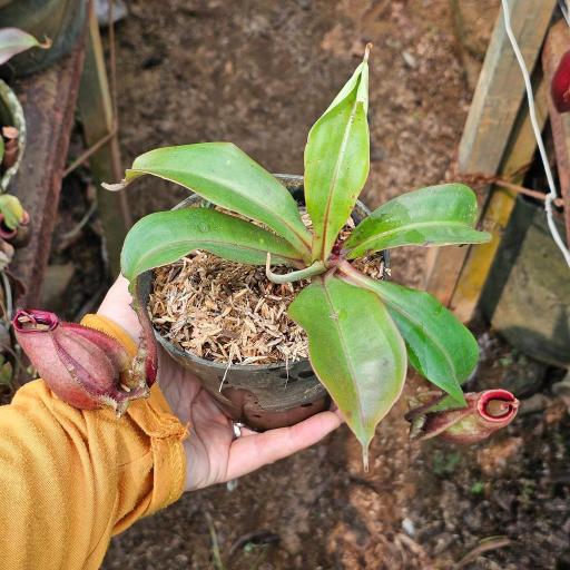 Nepenthes Mirabilis x Ampullaria by Ellen Kusnadi - image 3