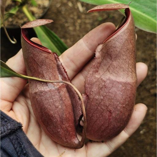 Nepenthes Rowanae x Mirabilis by Ellen Kusnadi - image 1