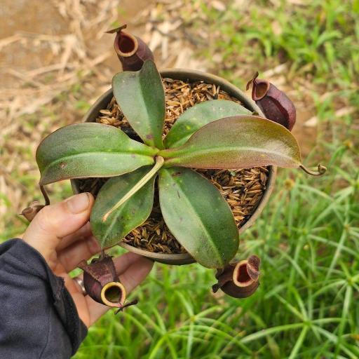 Nepenthes Mirabilis x Hookeriana by Ellen Kusnadi - image 2
