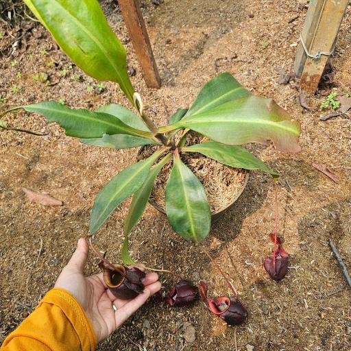 Nepenthes Mirabilis x Hookeriana by Ellen Kusnadi - image 3