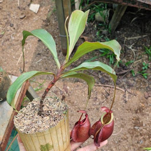 Nepenthes Mirabilis x Hookeriana by Ellen Kusnadi - image 1