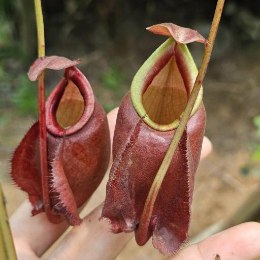 Nepenthes Mirabilis x Hookeriana by Ellen Kusnadi - image 2