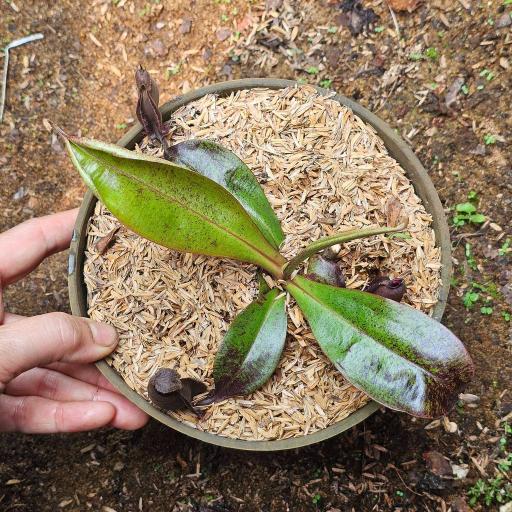 Nepenthes Mirabilis x Ampullaria 'Black Miracle' by Ellen Kusnadi - image 1