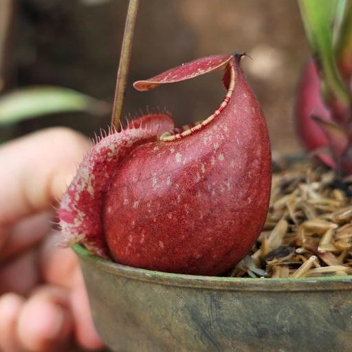 Nepenthes Mirabilis x Rafflesiana by Ellen Kusnadi - image 2