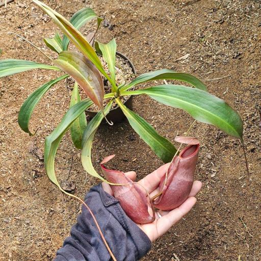 Nepenthes Rowanae x Mirabilis by Ellen Kusnadi - image 2
