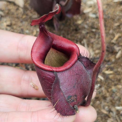 Nepenthes Mirabilis x Hookeriana by Ellen Kusnadi - image 4