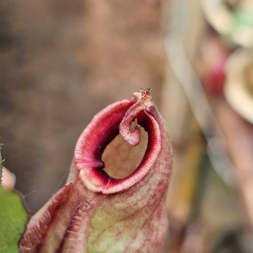 Nepenthes Mirabilis x Ampullaria by Ellen Kusnadi - image 1