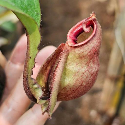Nepenthes Mirabilis x Ampullaria by Ellen Kusnadi - image 2