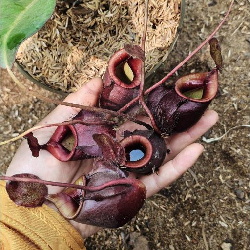Nepenthes Mirabilis x Hookeriana by Ellen Kusnadi - image 2