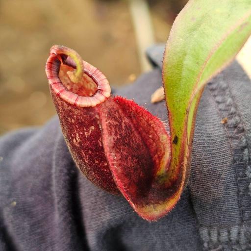 Nepenthes Mirabilis x Ampullaria by Ellen Kusnadi - image 2