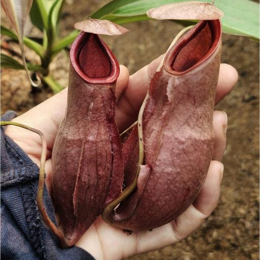 Nepenthes Rowanae x Mirabilis by Ellen Kusnadi - image 3