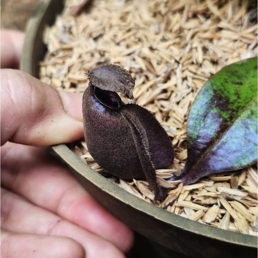 Nepenthes Mirabilis x Ampullaria 'Black Miracle' by Ellen Kusnadi - image 2