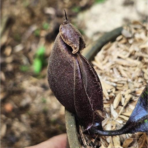 Nepenthes Mirabilis x Ampullaria 'Black Miracle' by Ellen Kusnadi - image 3