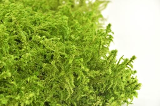 Star Moss - image 4