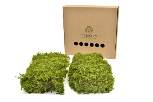 Star Moss - image 2