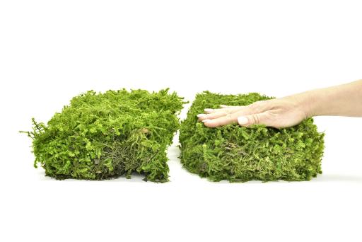 Star Moss - image 3