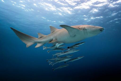 8D7N Best of Maldives on Emperor Serenity - 31 Oct -7 Nov 2027 - image 4
