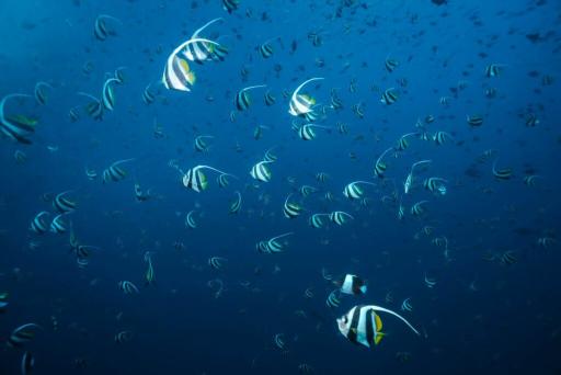 8D7N Best of Maldives on Emperor Serenity - 31 Oct -7 Nov 2027 - image 5