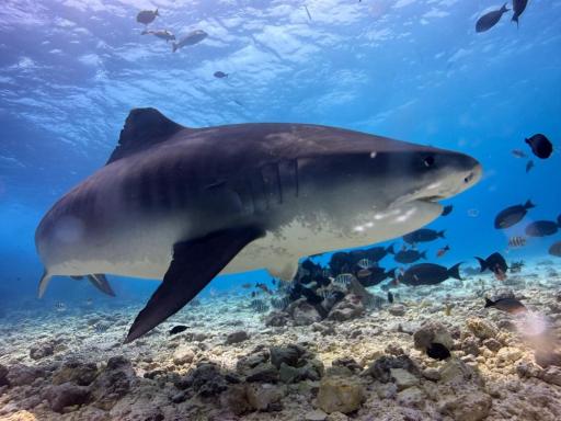 5D4N Dive with Tiger Sharks - Fuvahmulah, Maldives - image 2