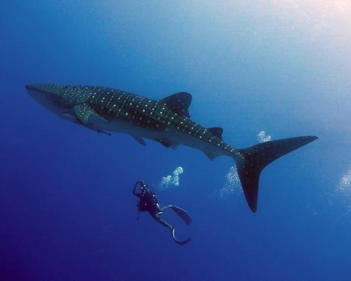 Discover Dhigurah - 6D5N at Boutique Beach Maldives - 5th-10th Dec 2026 - image 1