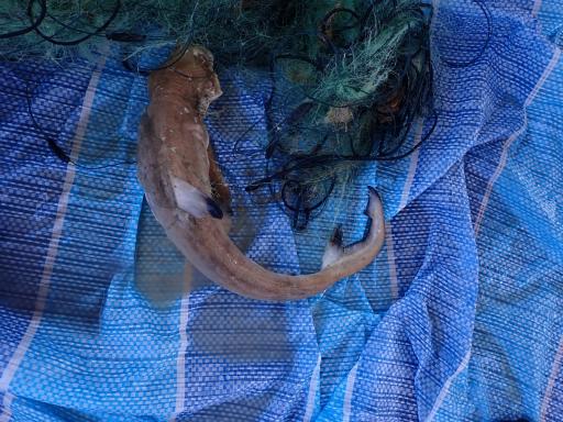 21 November 2026 Ocean Conservation - image 2