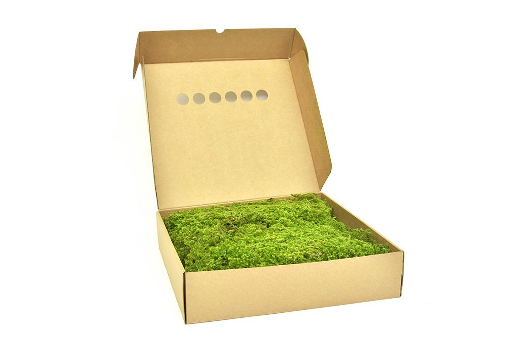 Star Moss