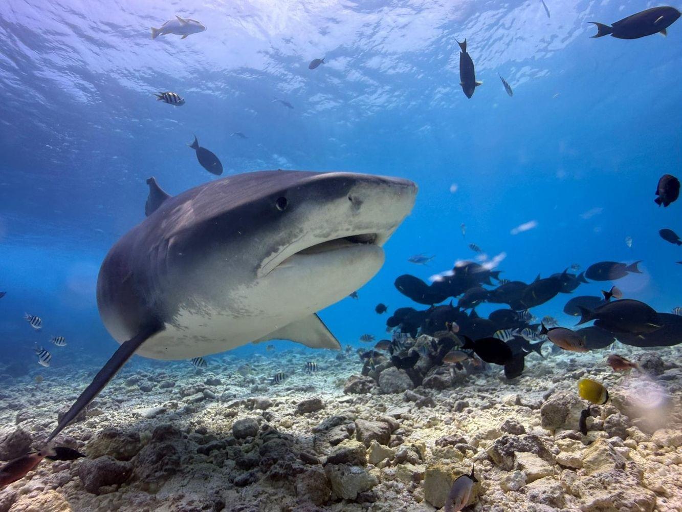 5D4N Dive with Tiger Sharks - Fuvahmulah, Maldives
