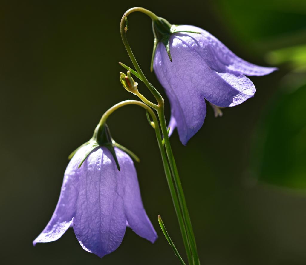 Bellflower 风铃花