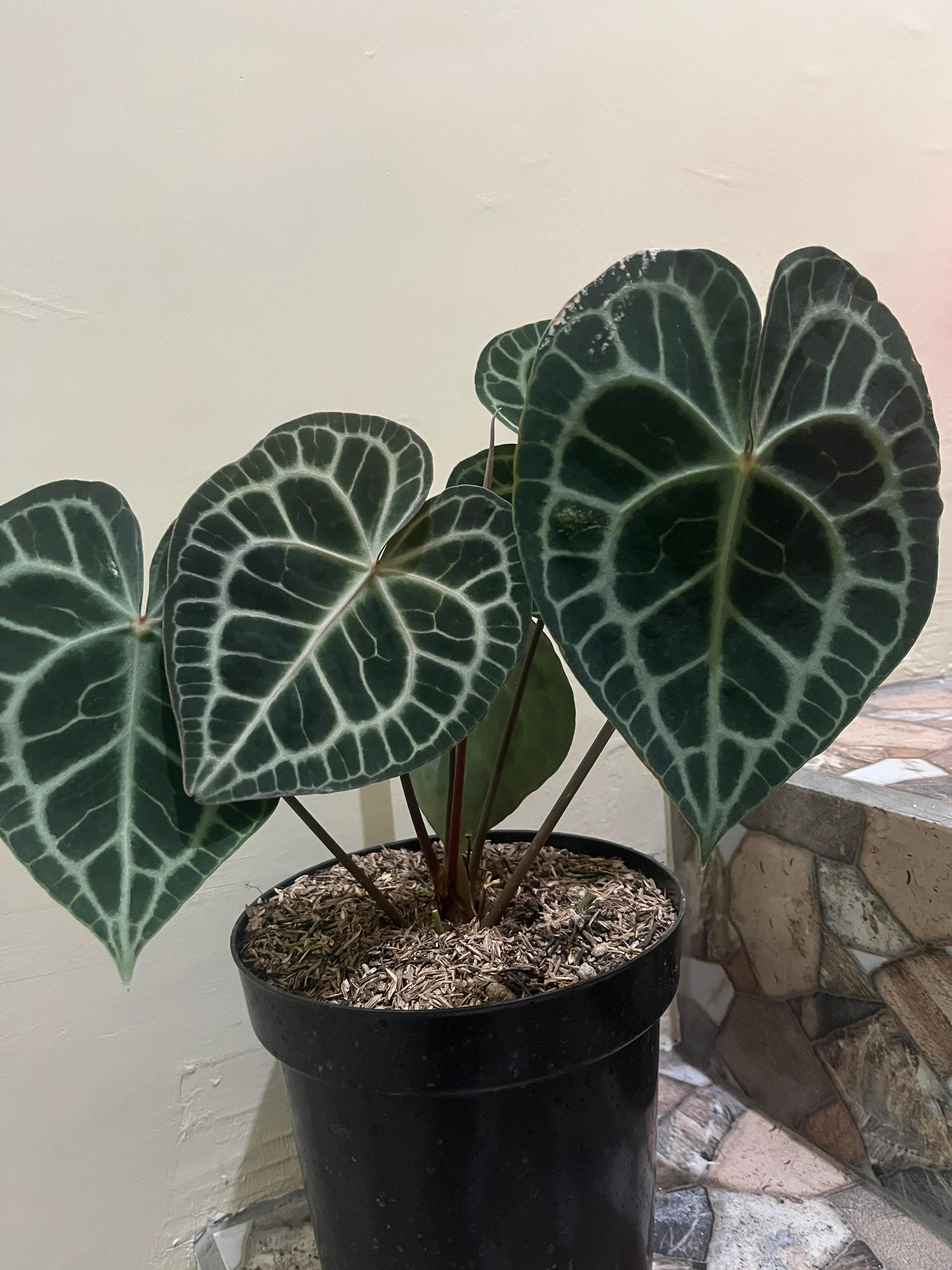 Anthurium queen Clarinervium  -Anthurium papilillaminum Reserved 3006-02