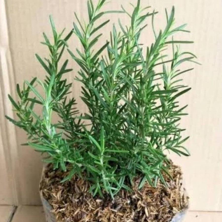 Sindo - Rosemary Herb Plant Krapyak A Must-Have for Your Garden by Krapyak